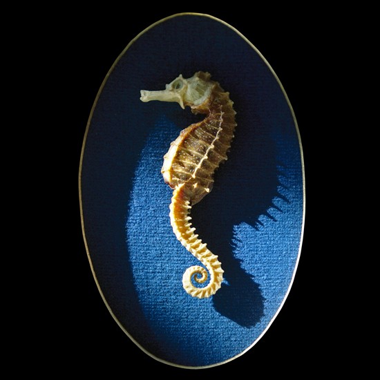 http://www.cedricjalade.com/files/gimgs/th-35_hyppo_v2.jpg